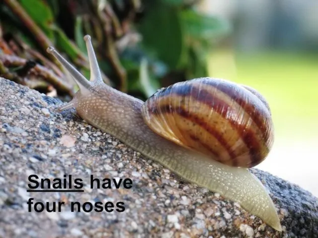 Snails have four noses