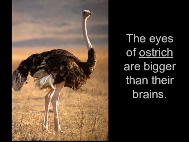 The eyes of ostrich are bigger than their brains.