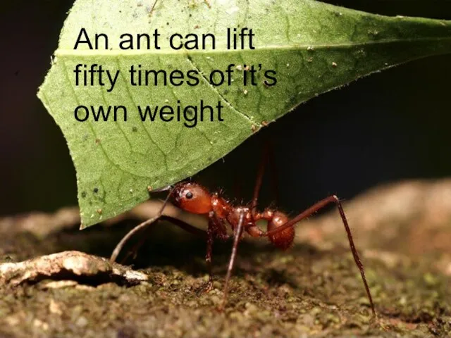 An ant can lift fifty times of it’s own weight