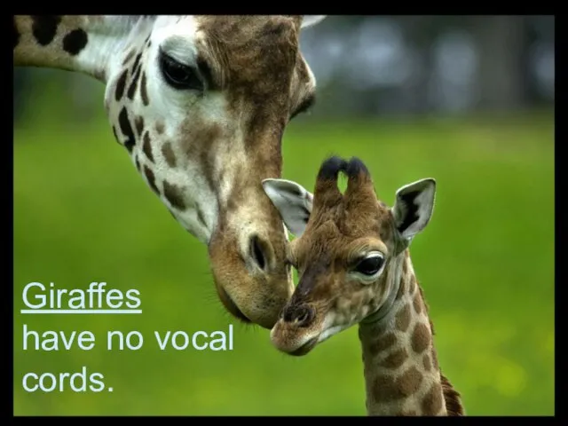 Giraffes have no vocal cords.
