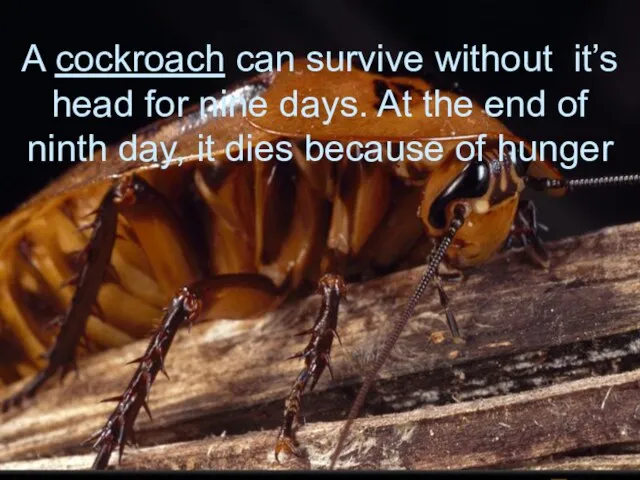 A cockroach can survive without it’s head for nine days. At the