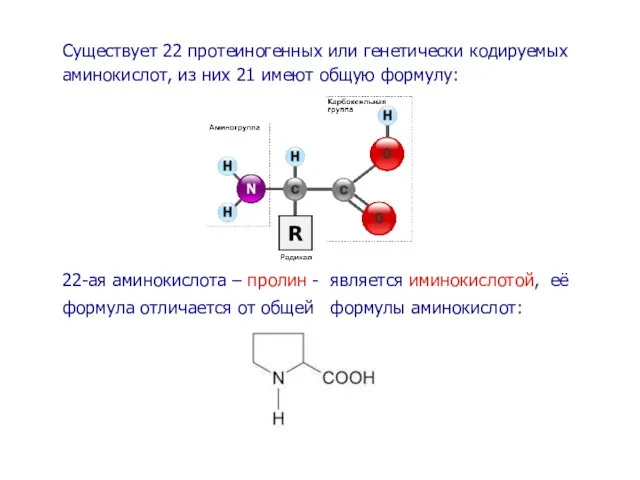 Существует 22 протеиногенных или генетически кодируемых аминокислот, из них 21 имеют общую