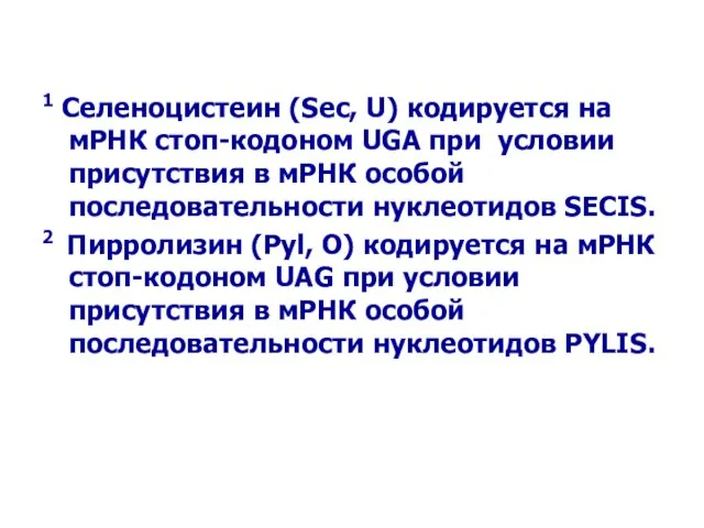 1 Селеноцистеин (Sec, U) кодируется на мРНК стоп-кодоном UGA при условии присутствия