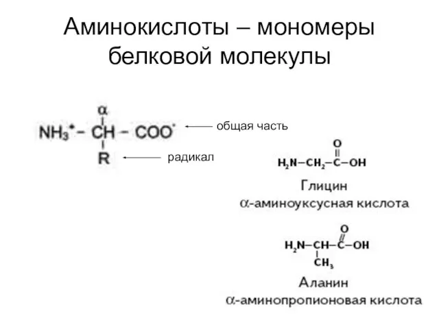 Аминокислоты – мономеры белковой молекулы общая часть радикал