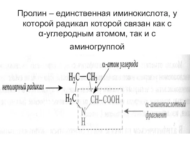 Пролин – единственная иминокислота, у которой радикал которой связан как с α-углеродным