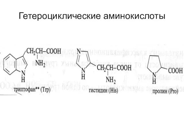 Гетероциклические аминокислоты