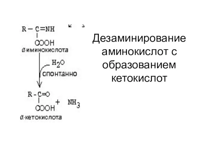 Дезаминирование аминокислот с образованием кетокислот