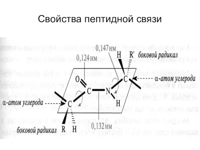 Свойства пептидной связи