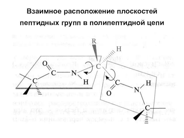 Взаимное расположение плоскостей пептидных групп в полипептидной цепи