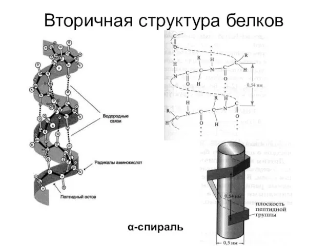 Вторичная структура белков α-спираль