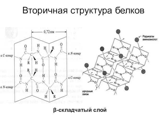 Вторичная структура белков β-складчатый слой