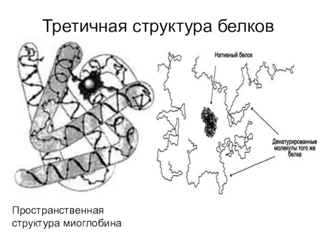 Третичная структура белков Пространственная структура миоглобина