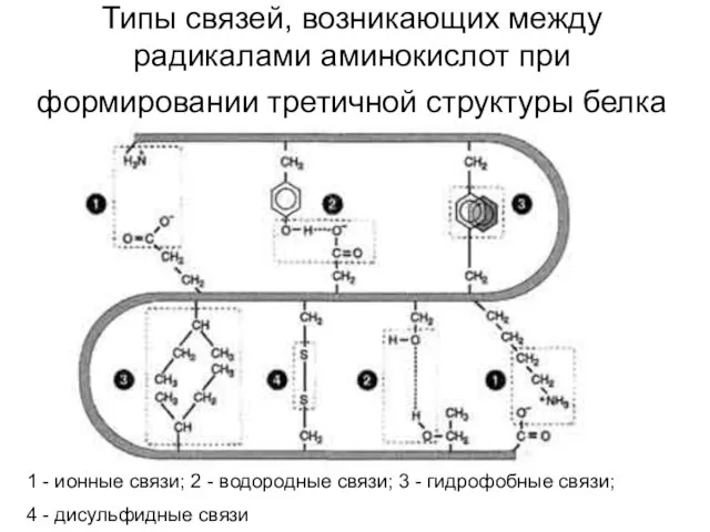 Типы связей, возникающих между радикалами аминокислот при формировании третичной структуры белка 1