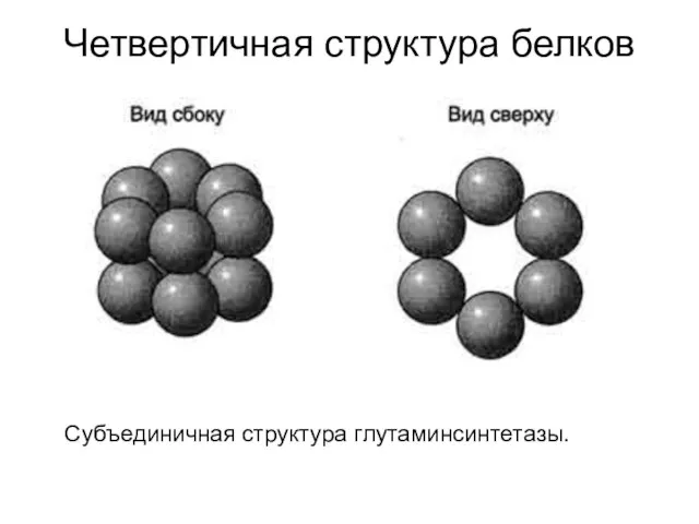 Четвертичная структура белков Субъединичная структура глутаминсинтетазы.