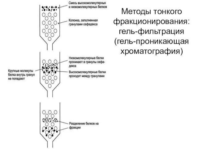 Методы тонкого фракционирования: гель-фильтрация (гель-проникающая хроматография)