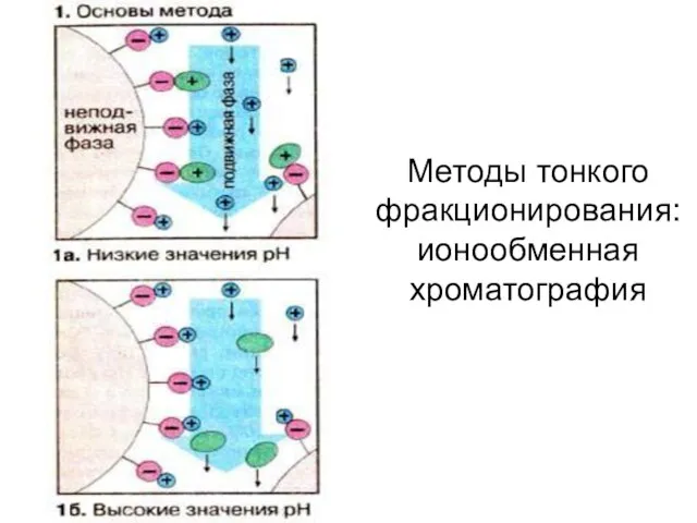 Методы тонкого фракционирования: ионообменная хроматография