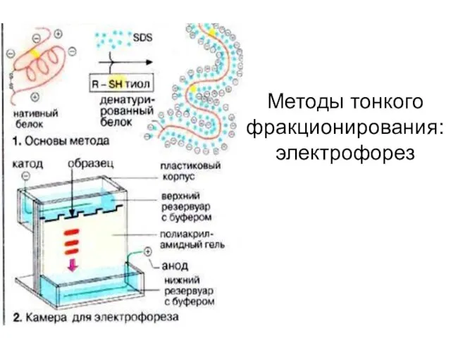 Методы тонкого фракционирования:электрофорез