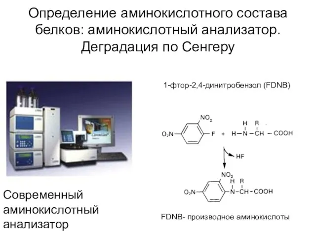 Определение аминокислотного состава белков: аминокислотный анализатор. Деградация по Сенгеру 1-фтор-2,4-динитробензол (FDNB) FDNB-