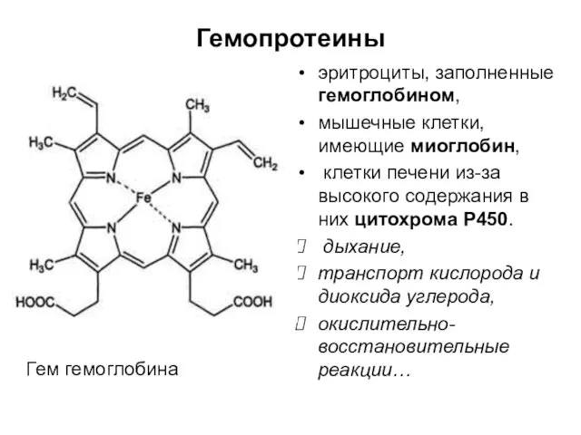 Гемопротеины эритроциты, заполненные гемоглобином, мышечные клетки, имеющие миоглобин, клетки печени из-за высокого