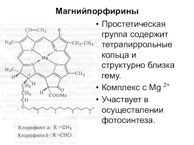 Магнийпорфирины Простетическая группа содержит тетрапиррольные кольца и структурно близка гему. Комплекс с