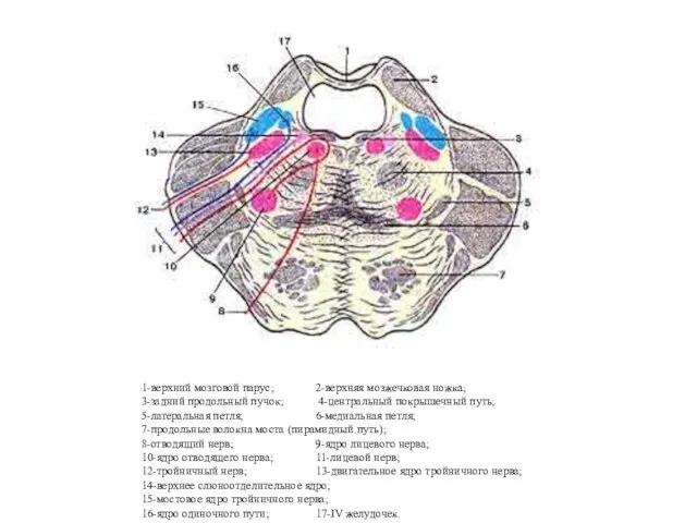 1-верхний мозговой парус; 2-верхняя мозжечковая ножка; 3-задний продольный пучок; 4-центральный покрышечный путь;