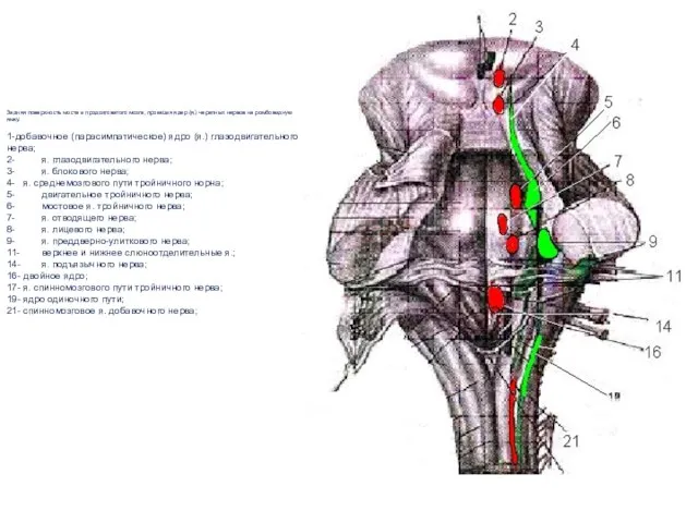 Задняя поверхность моста и продолговатого мозга, проекция ядер (я.) черепных нервов на