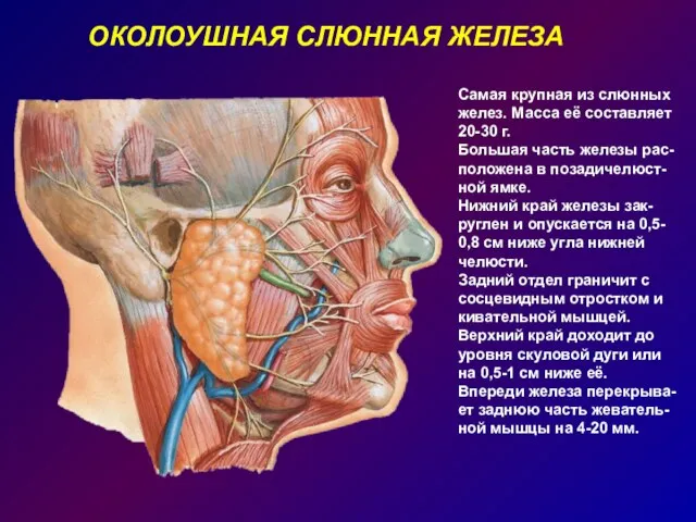 ОКОЛОУШНАЯ СЛЮННАЯ ЖЕЛЕЗА Самая крупная из слюнных желез. Масса её составляет 20-30