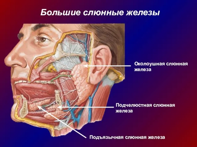 Большие слюнные железы Околоушная слюнная железа Подчелюстная слюнная железа Подъязычная слюнная железа