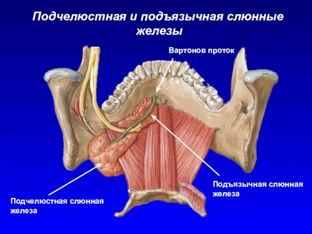 Подчелюстная и подъязычная слюнные железы Подчелюстная слюнная железа Подъязычная слюнная железа Вартонов проток