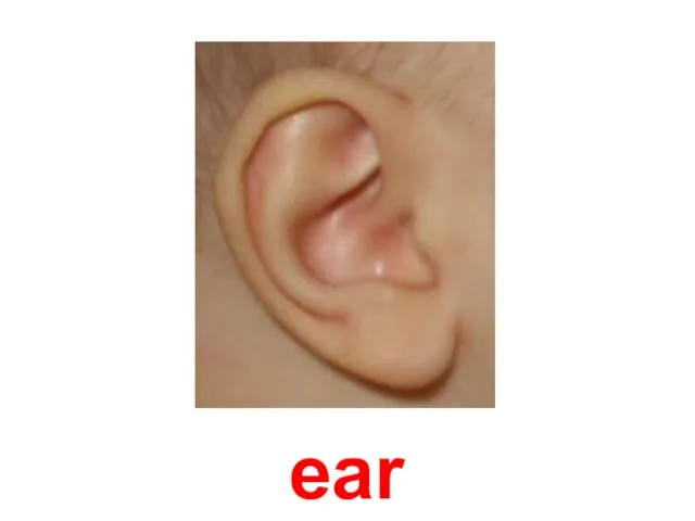 ear