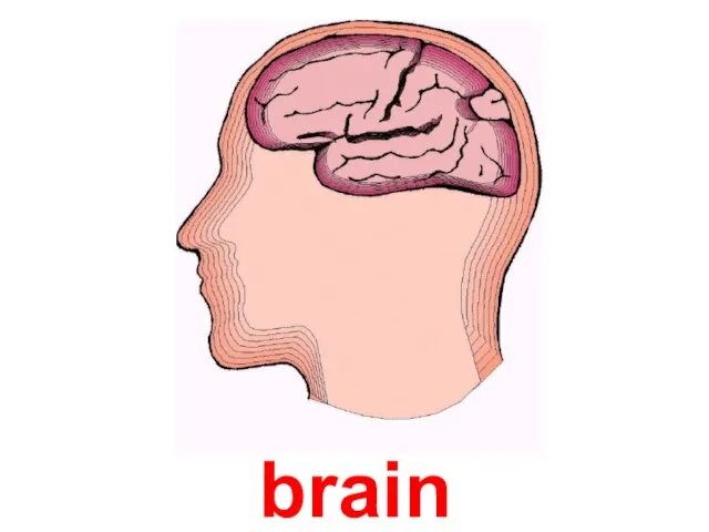 brain