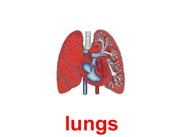 lungs