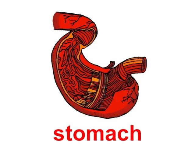 stomach