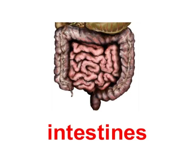 intestines