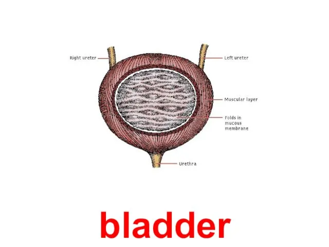 bladder