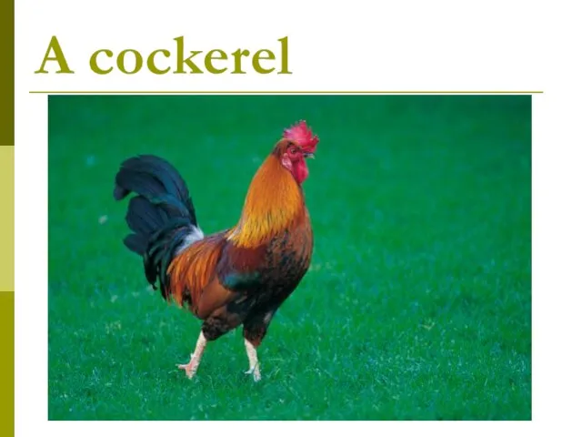 A cockerel