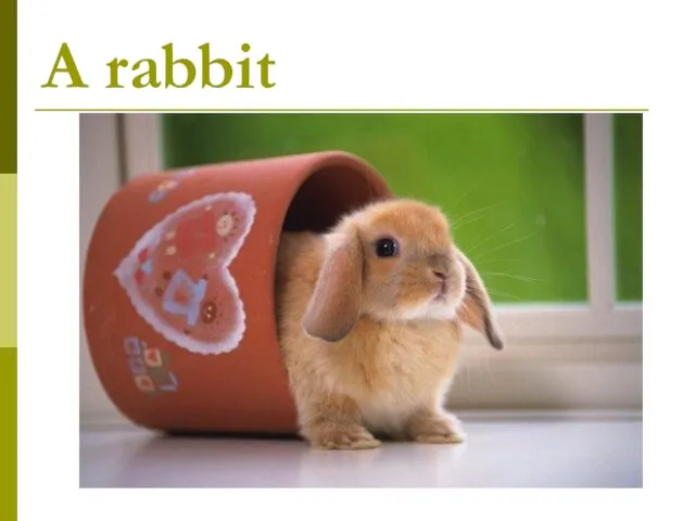 A rabbit