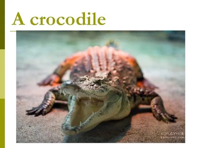 A crocodile