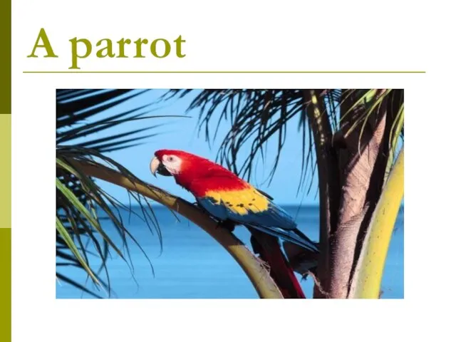 A parrot