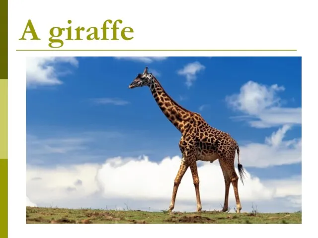 A giraffe