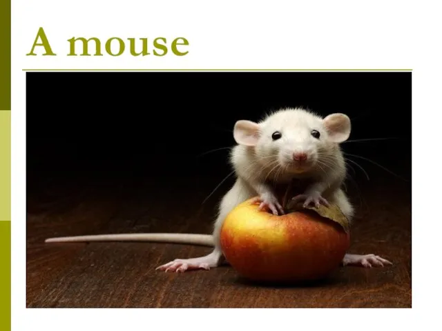 A mouse