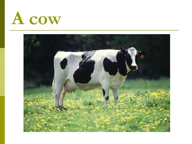 A cow