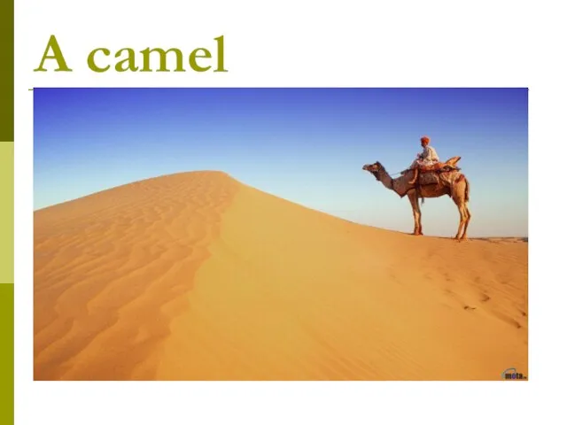 A camel