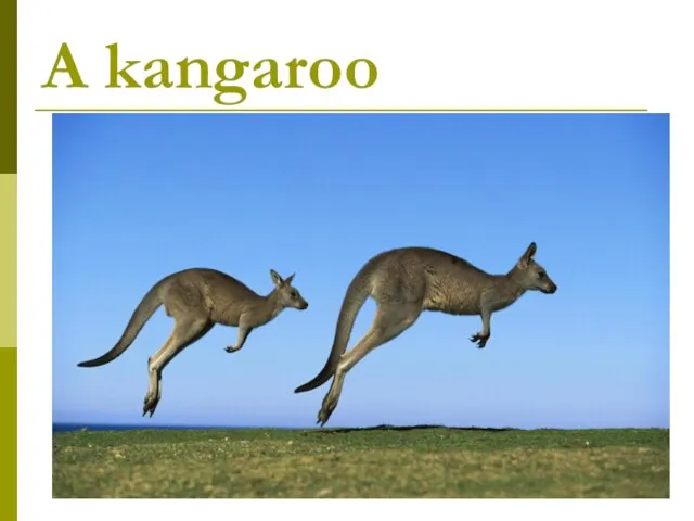 A kangaroo