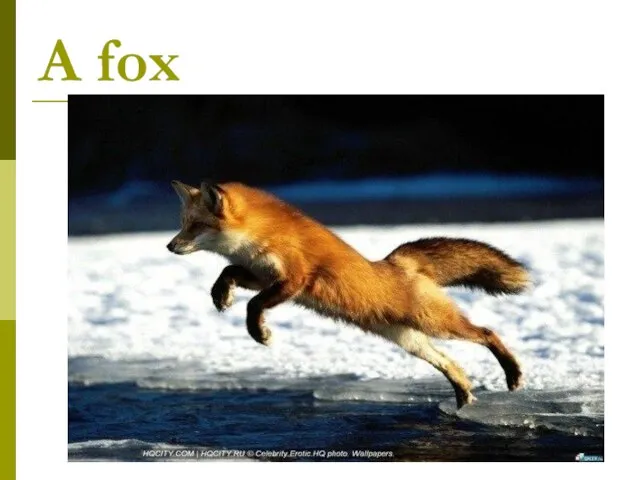 A fox