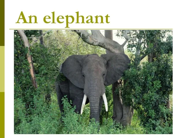 An elephant