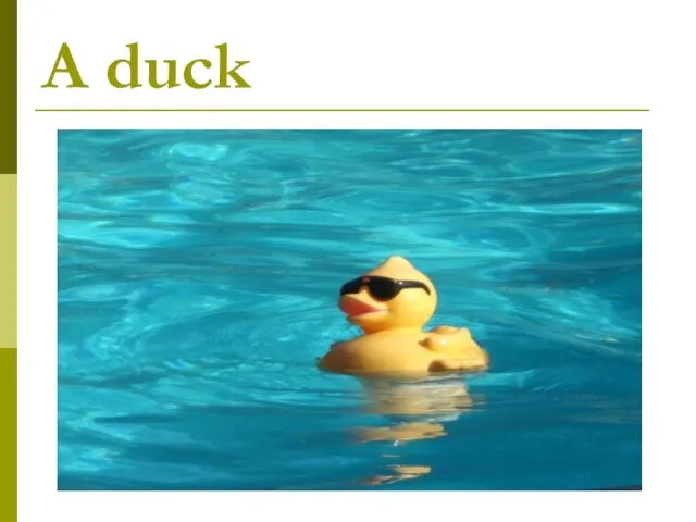 A duck