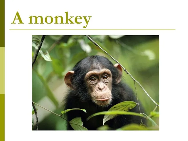 A monkey