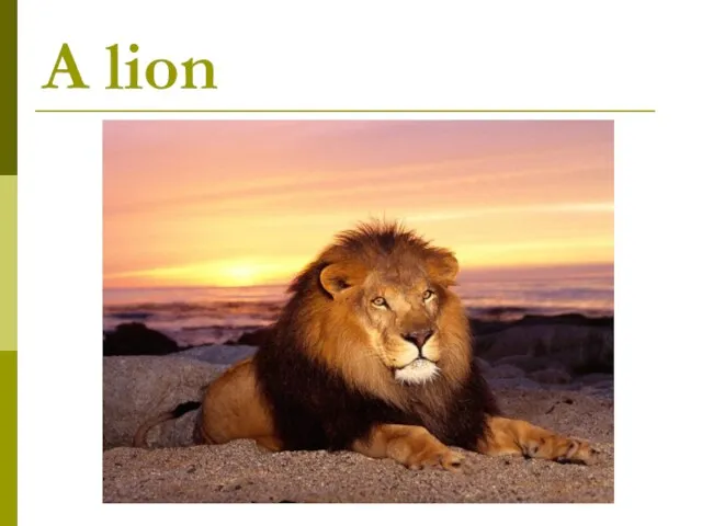 A lion