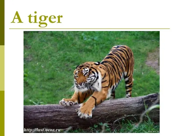 A tiger